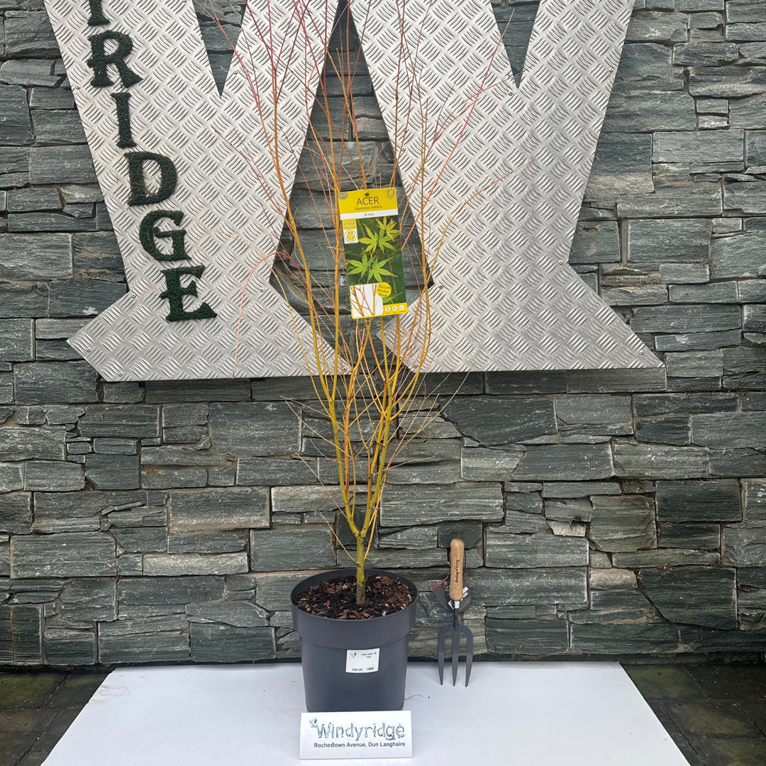 Acer palm. Bi Hoo