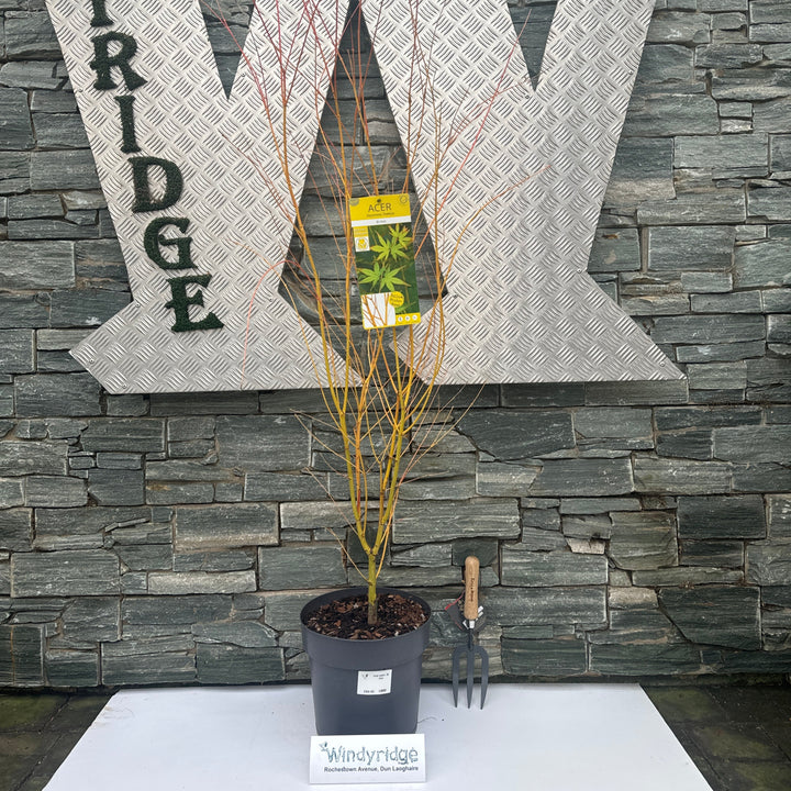 Acer palm. Bi Hoo
