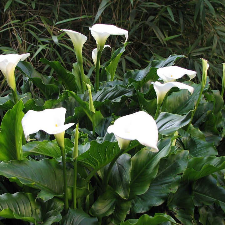 ZANTEDESCHIA aethiopica