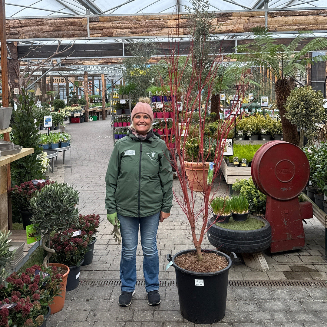 Acer Pal. Sangokaku 175-200 Cm C 65L Specim. - Trees - Windyridge Garden Centre
