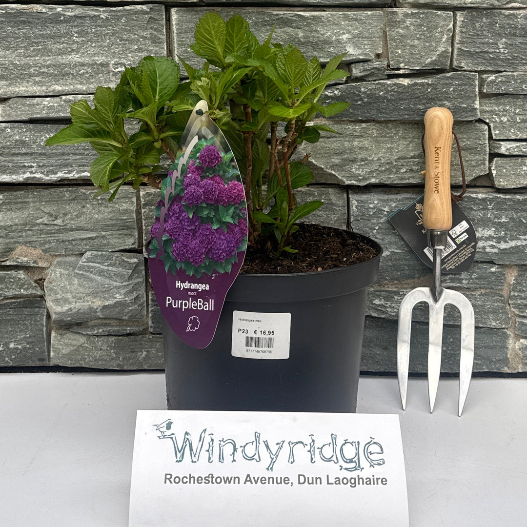 Hydrangea Mac. Mixed Trolley Normal - Shrubs - Windyridge Garden Centre