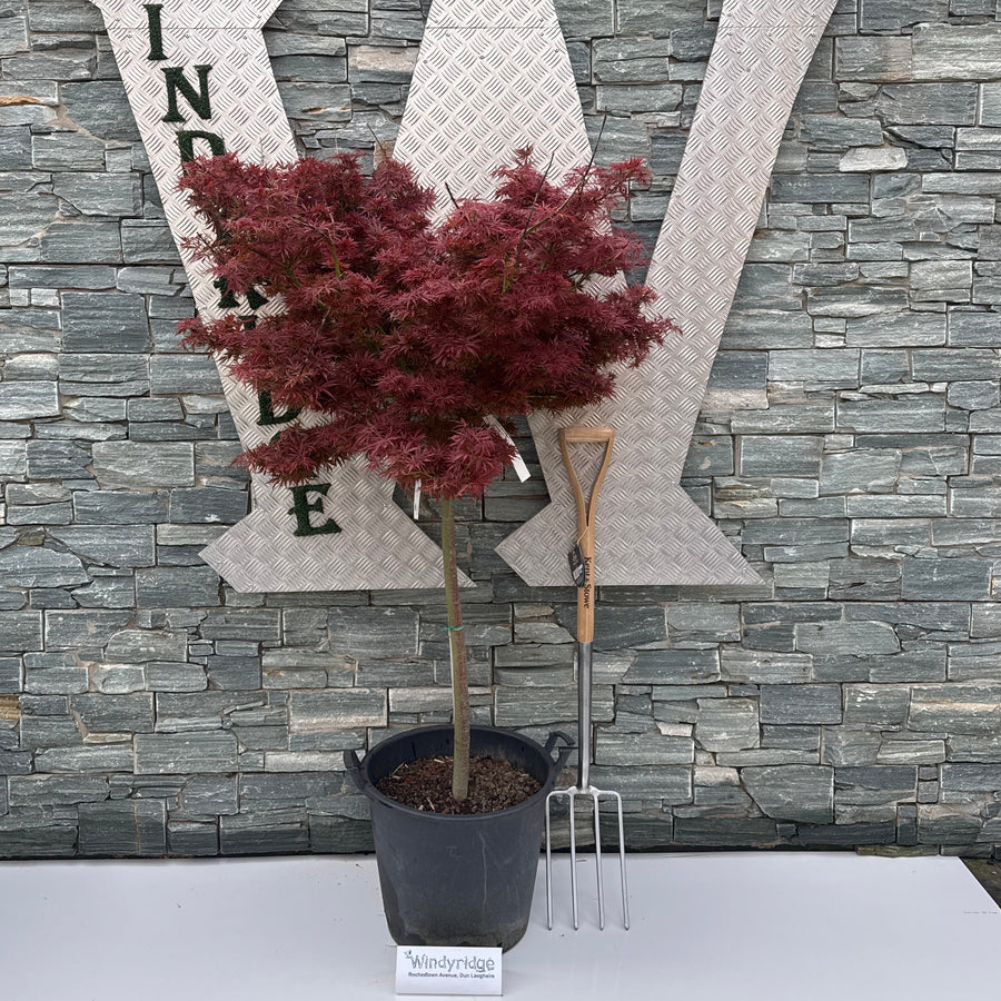 Acer Pal. Jerre Schwartz C 50 Half-Standard 12/14 - Trees - Windyridge Garden Centre