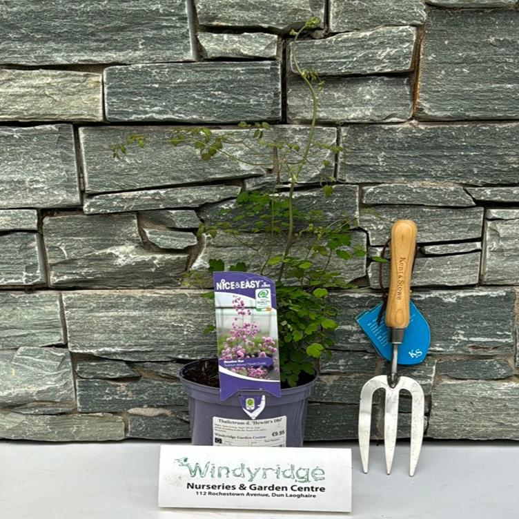 Chinese Meadow Rue Thalictrum Delavayi Hewitts Double (2Ltr Pot) - Herbaceous - Windyridge Garden Centre