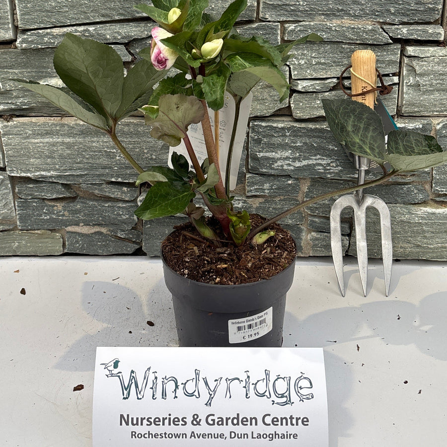 Helleborus Glenda S Gloss P15 - Herbaceous - Windyridge Garden Centre