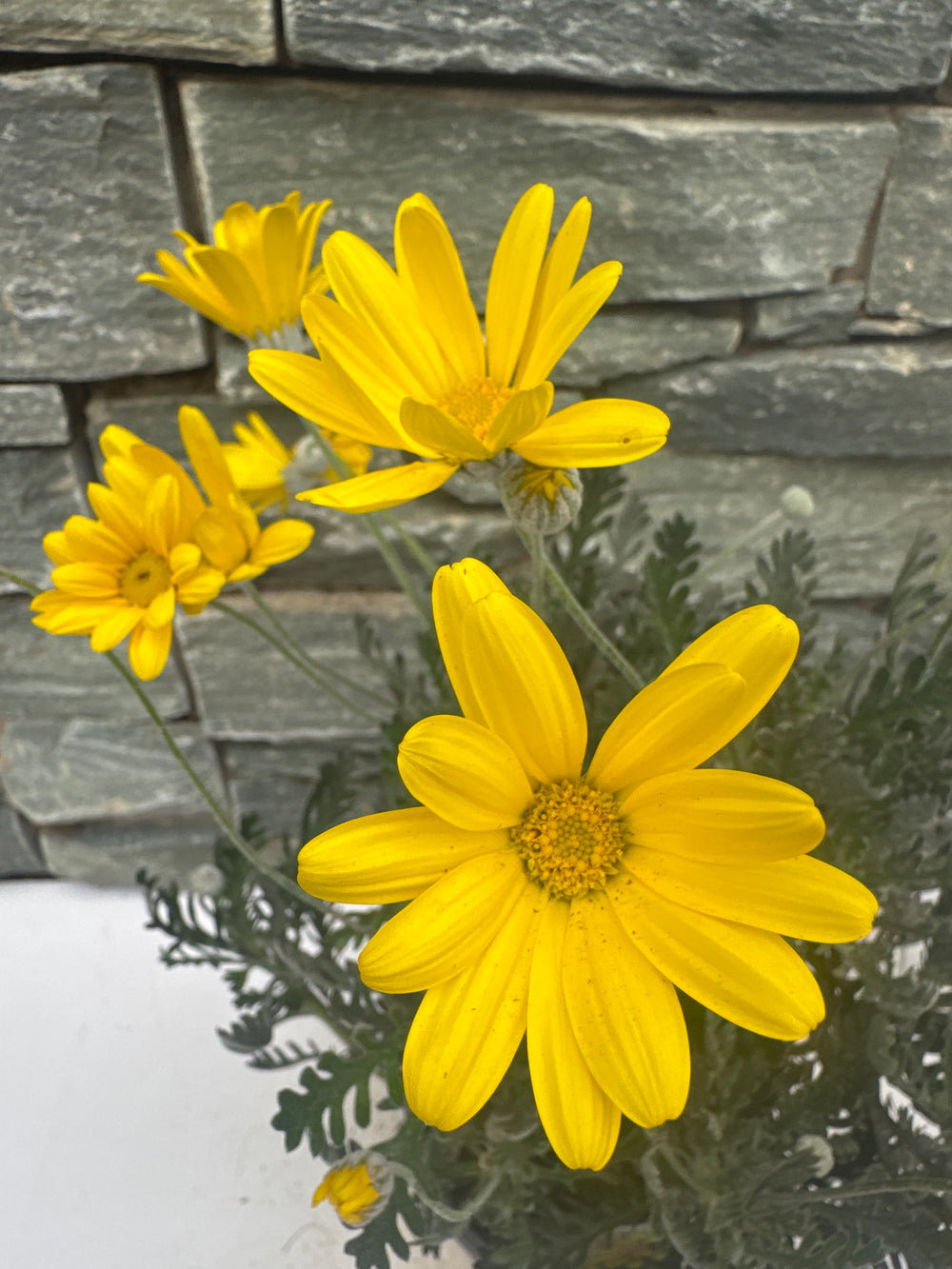 Euryops Pectinatus 35Cm - Shrubs - Windyridge Garden Centre