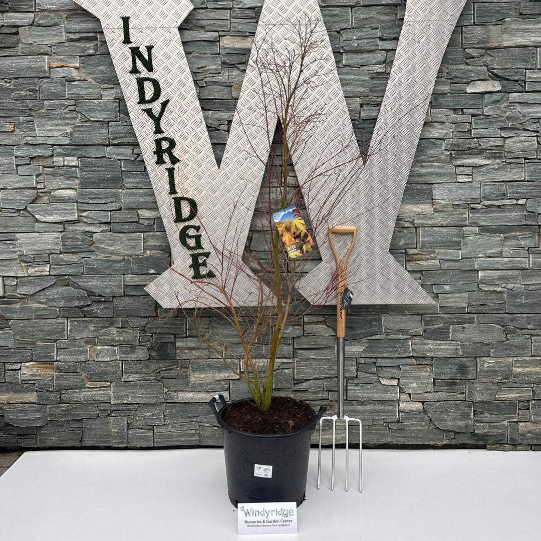 Acer Pal. Katsura 100-125 Cm C 30L Specim. - Trees - Windyridge Garden Centre