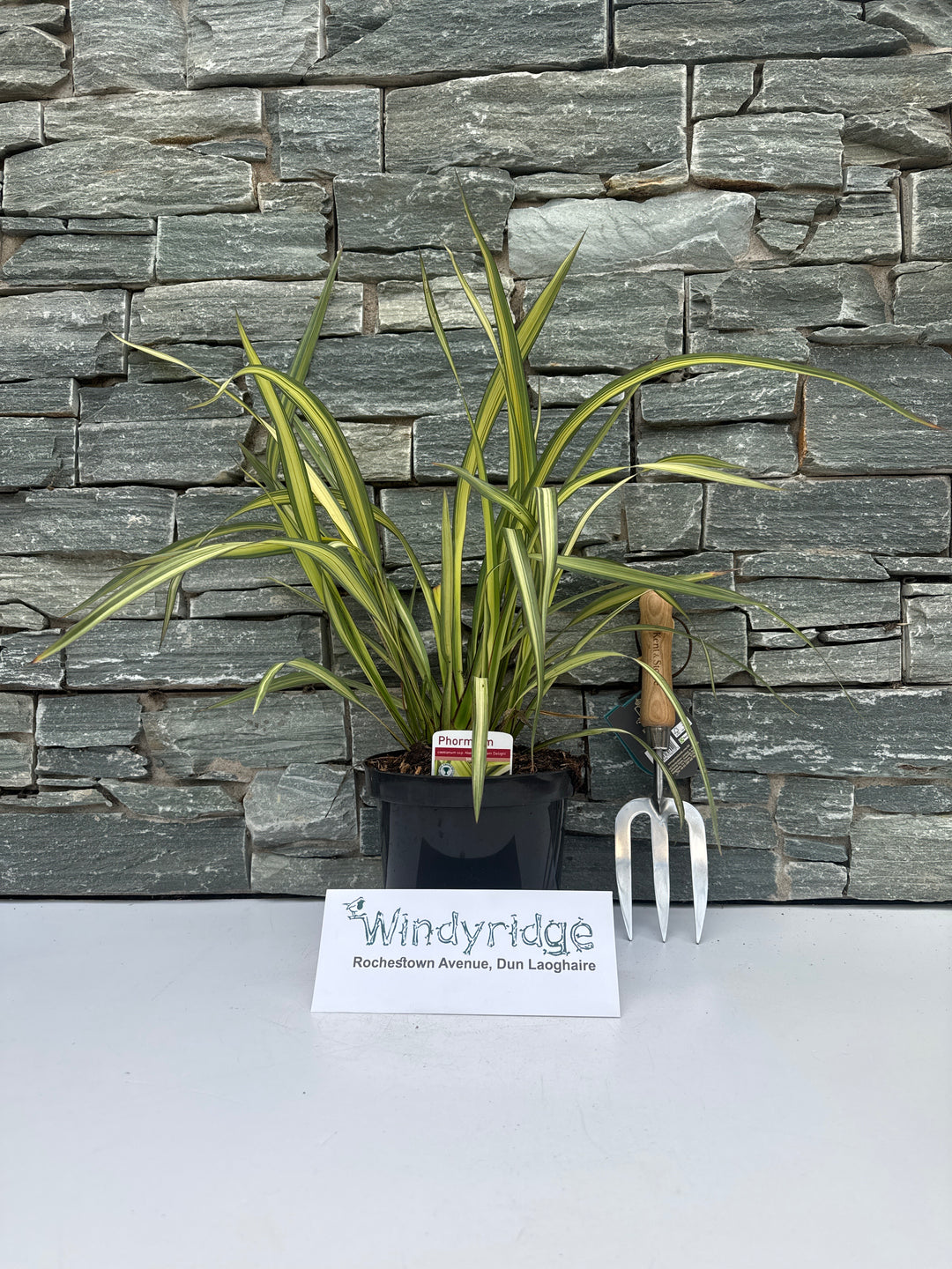 Phormium cream Delight
