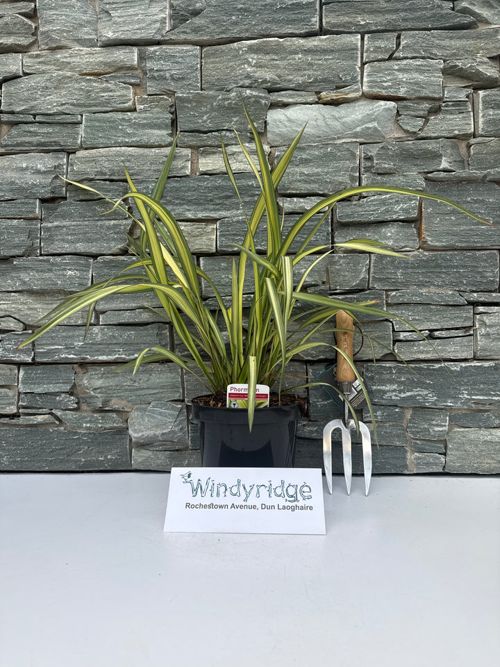 Phormium cream Delight