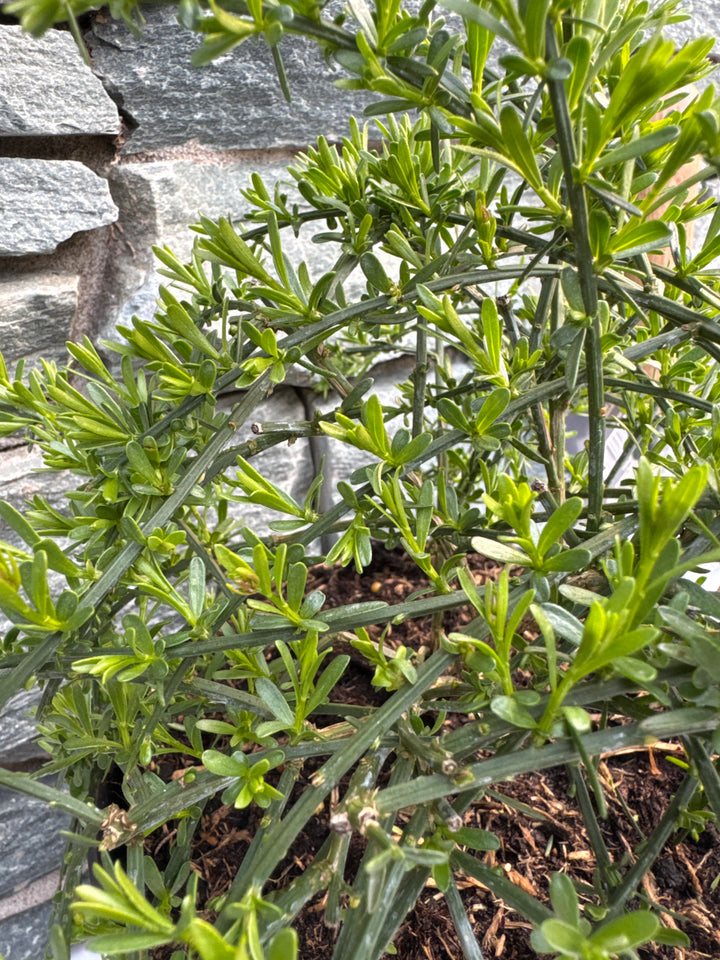 Genista lydia