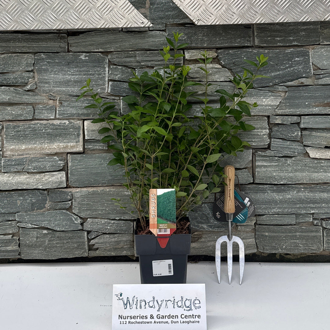 Ligustrum ovalifolium C2.5
