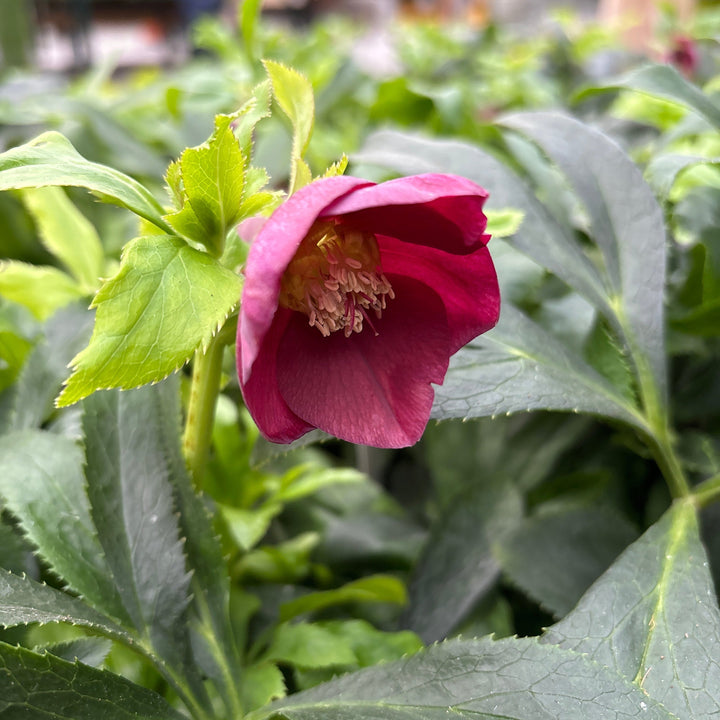 Helleborus orient. Hello Red  P17