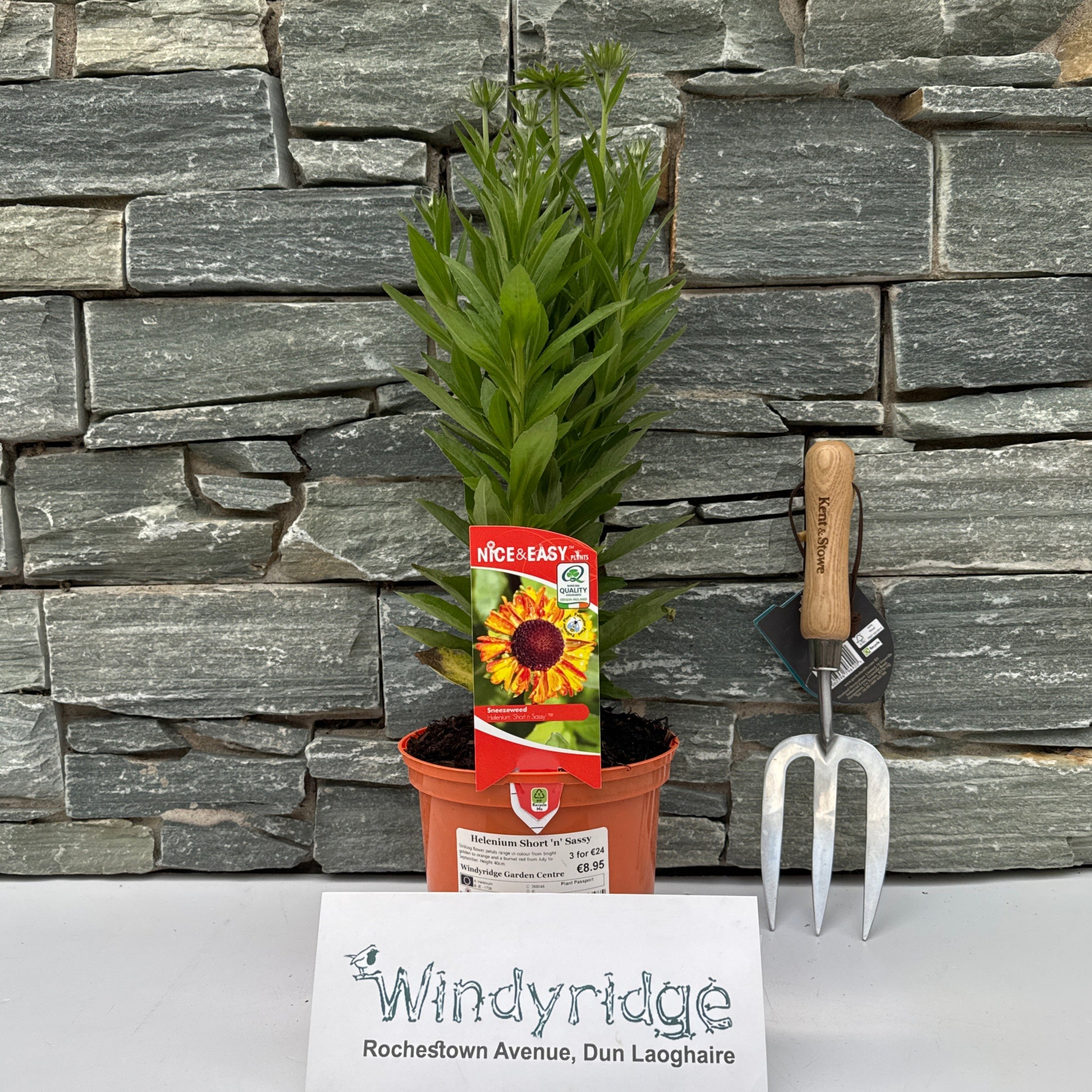 Buy Sneezeweed (Helenium Short N Sassy) Online | Windyridge Garden ...