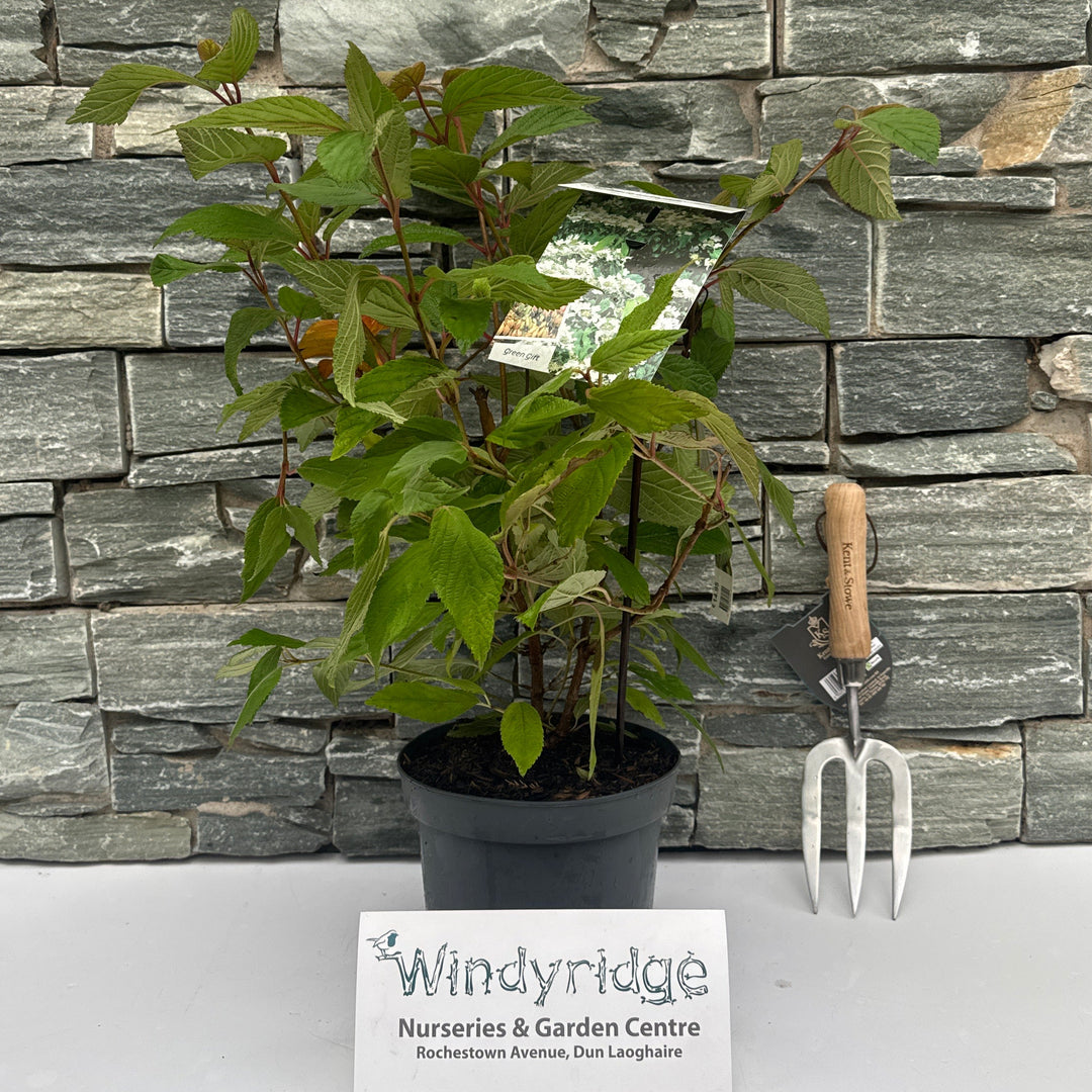 Viburnum plic. Mariesii 3L 30-40cm