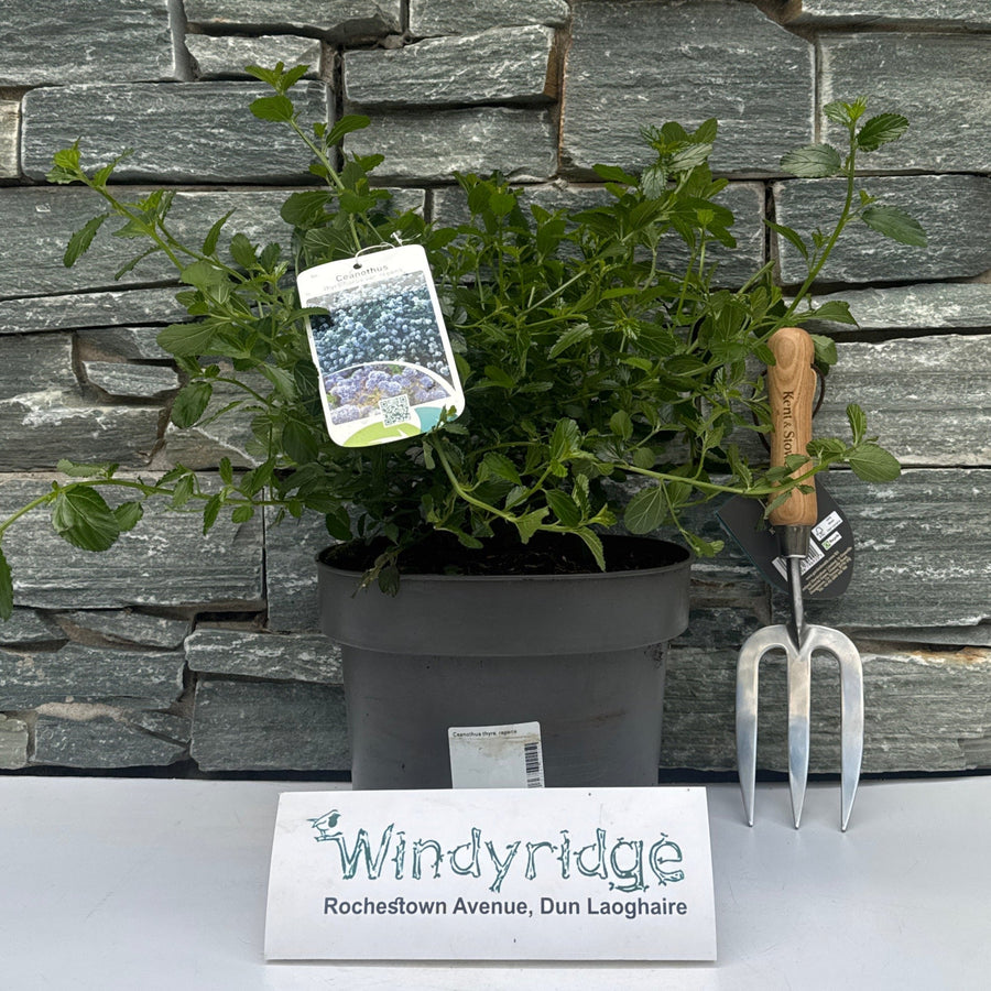 Ceanothus Thyrs. Repens - Shrubs - Windyridge Garden Centre