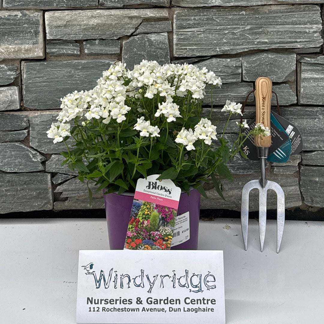 Nemesia White Perfume