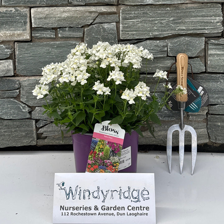 Nemesia White Perfume