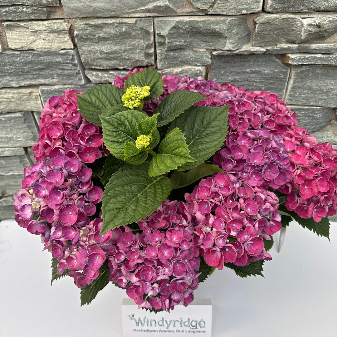 HYDRANGEA M. ROSIE PURPLE