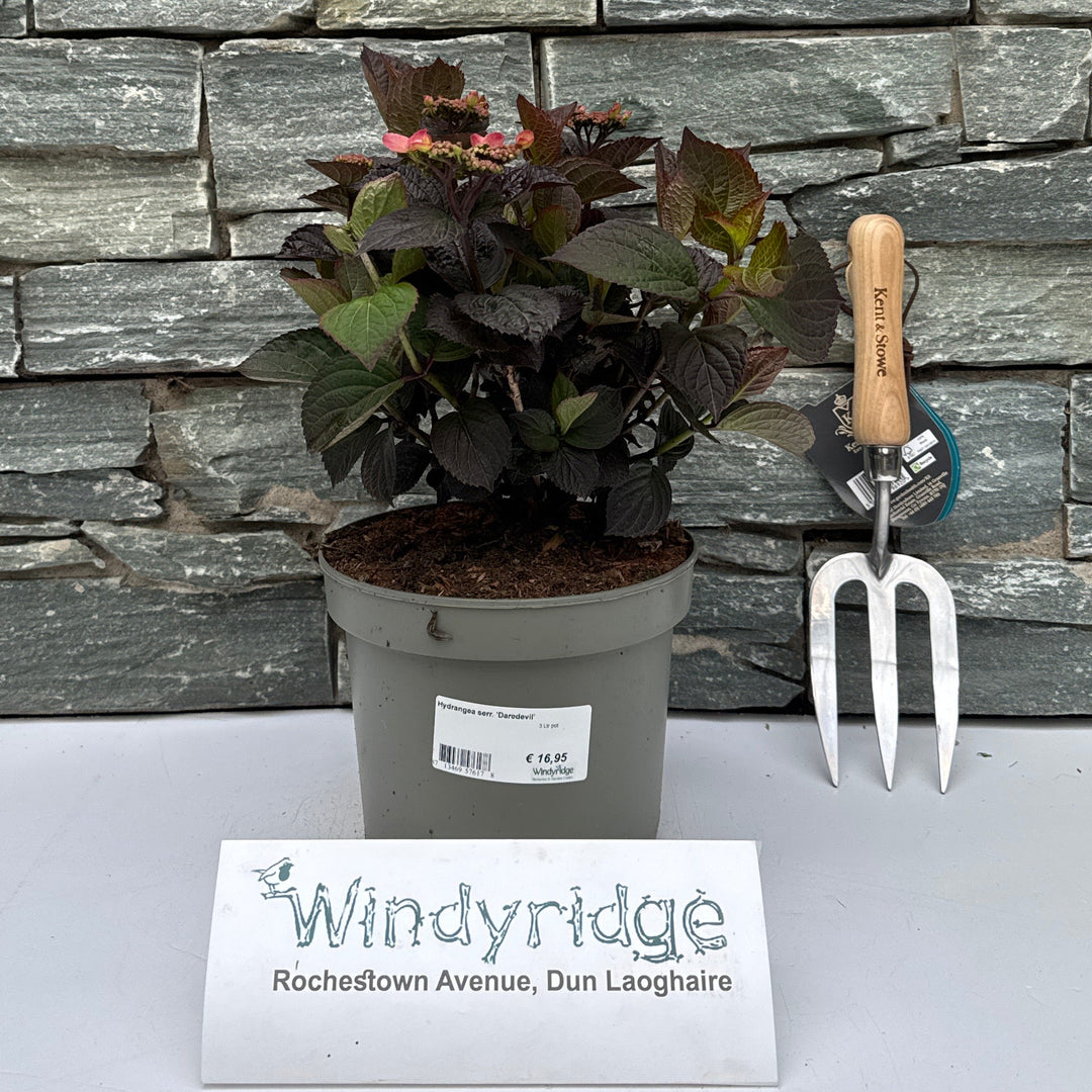 Hydrangea serr. 'Daredevil' - Shrubs - Windyridge Garden Centre