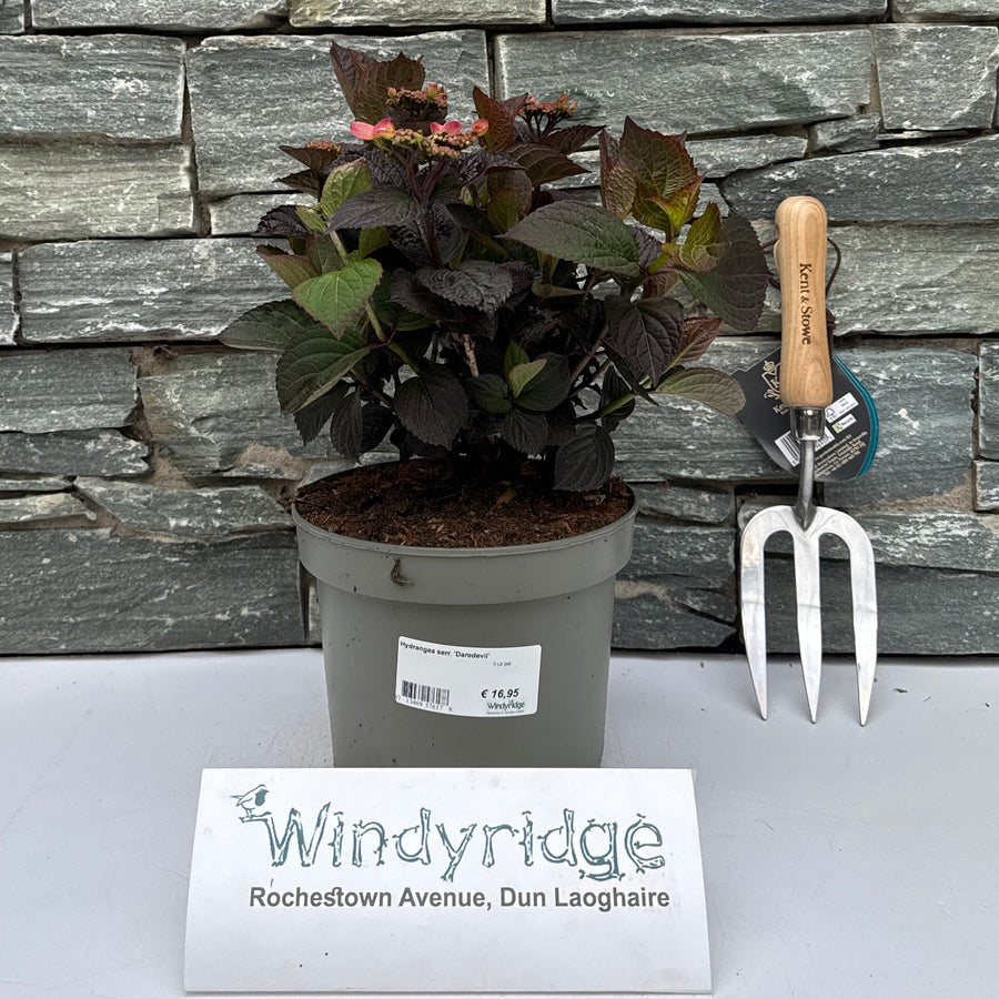 Hydrangea serr. 'Daredevil' - Shrubs - Windyridge Garden Centre