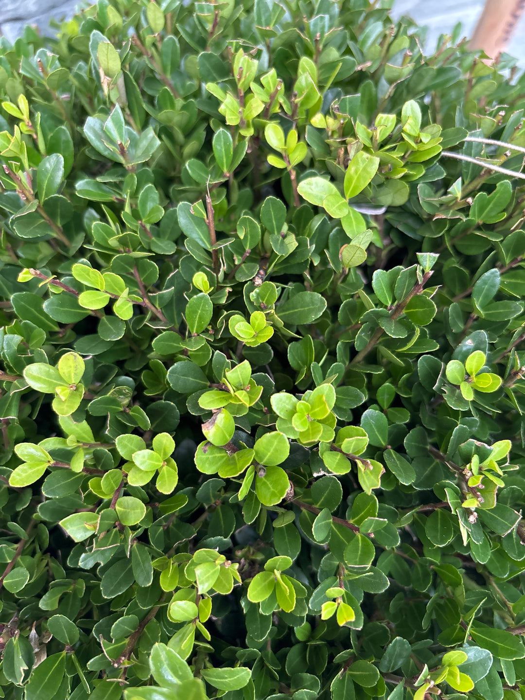 Ilex crenata 'Jenny'® 50 CM BALL C18