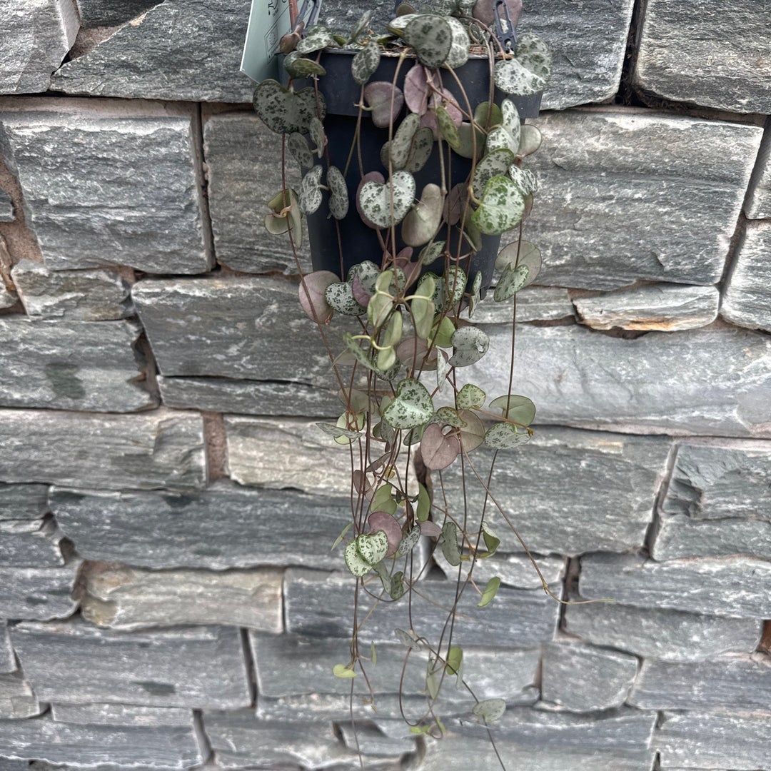 Ceropegia woodii in hanging pot