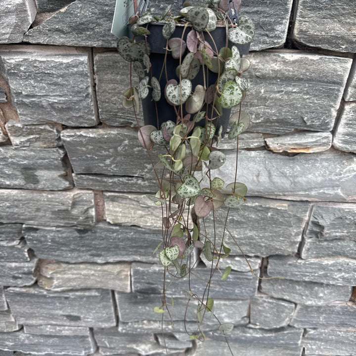 Ceropegia woodii in hanging pot