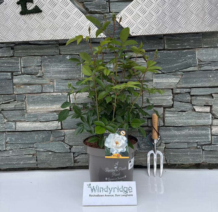 ROSA ICEBERG