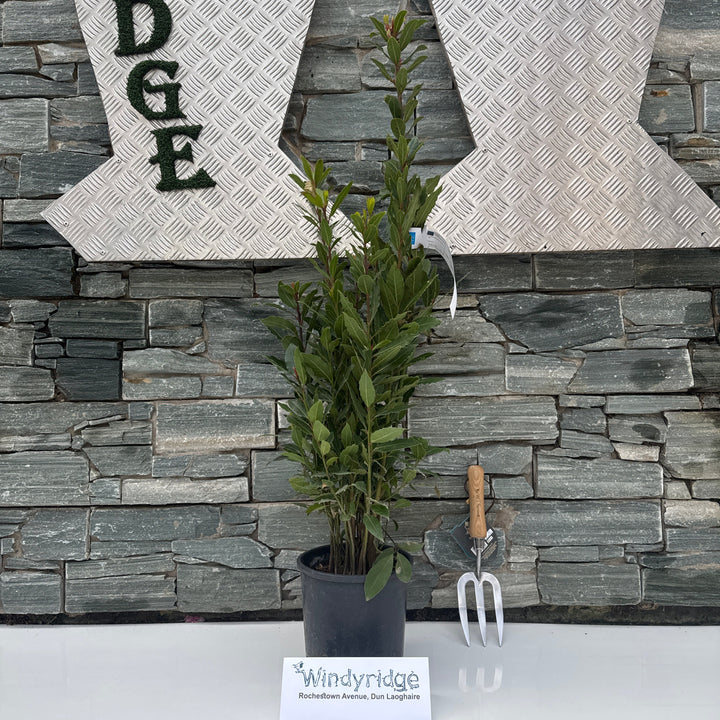 LAURUS NOBILIS CLT 3 H 60 - 80 CM