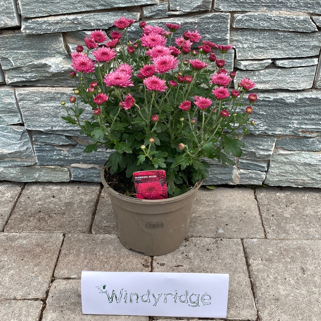 Chrysanthemum- Herbaceous - Windy Ridge Garden Centre