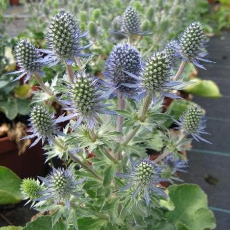 Eryngium planum Blue Hobbit
