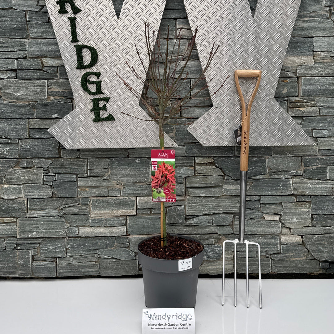 Acer Palm. Shaina - Trees - Windyridge Garden Centre
