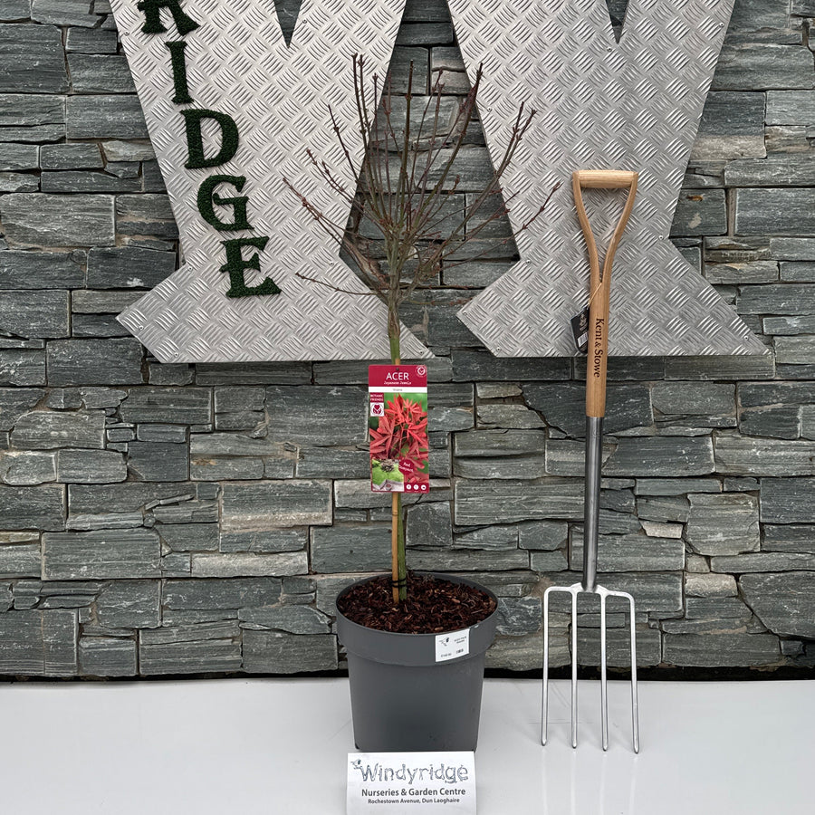 Acer Palm. Shaina - Trees - Windyridge Garden Centre