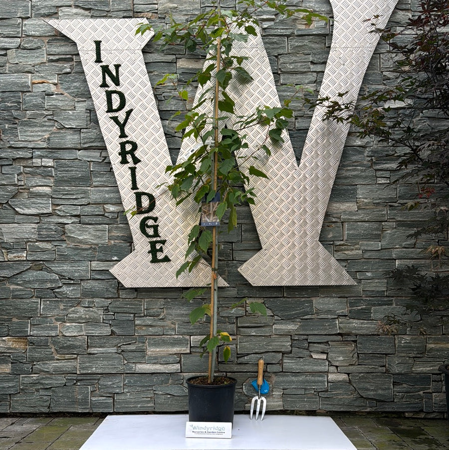 Acer Davidii Viper - Trees - Windyridge Garden Centre