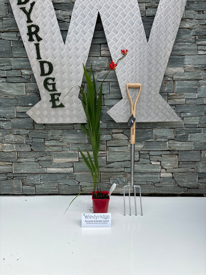 Crocosmia Lucifer 2lt Pot