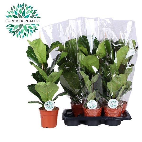 Ficus lyrata
