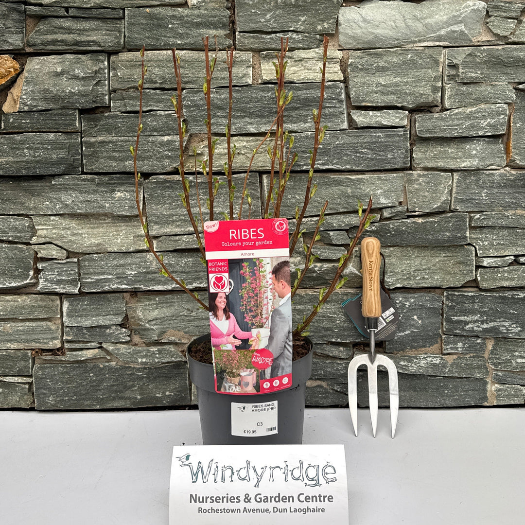 Ribes Sang. Amore (Pbr) - Shrubs - Windyridge Garden Centre