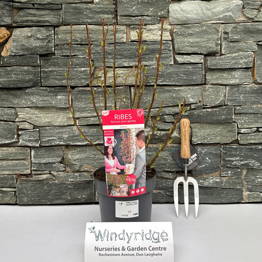 Ribes Sang. Amore (Pbr) - Shrubs - Windyridge Garden Centre