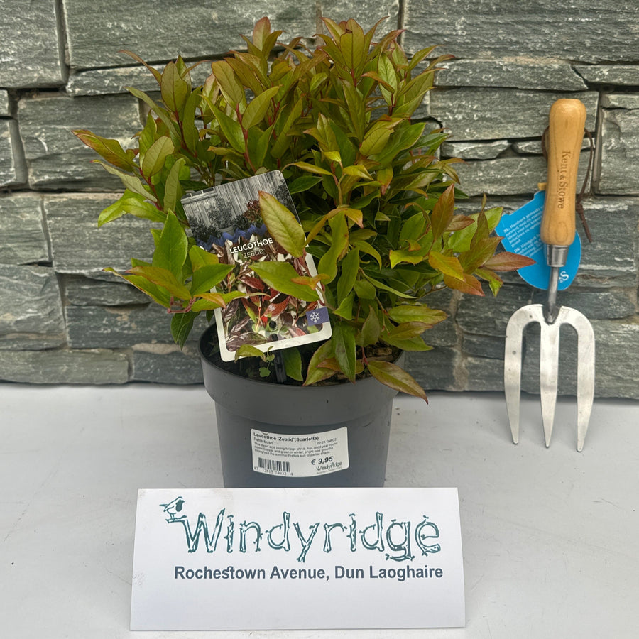 Leucothoe Zeblid (Scarletta) - Shrubs - Windyridge Garden Centre