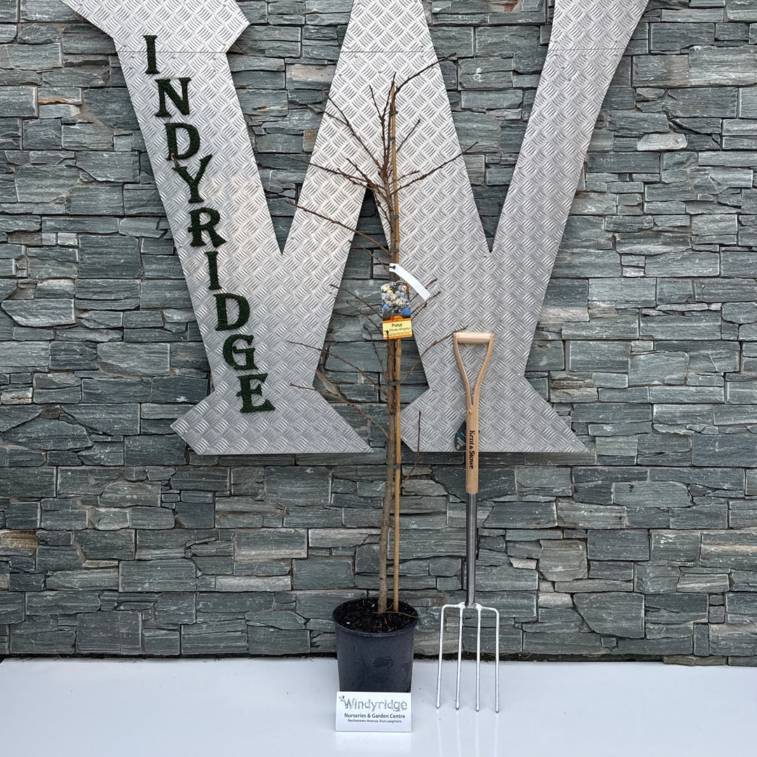 PRUNUS S. SHIMIDSU (MIYAKO)