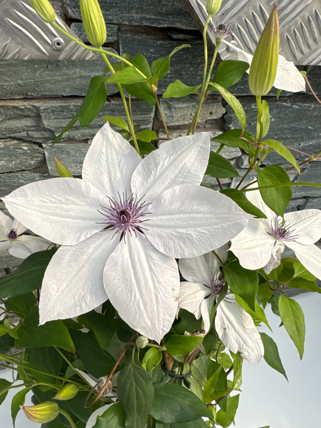 Clematis Garland Mix  P19 - Double Arch Cane - Climbers - Windyridge Garden Centre