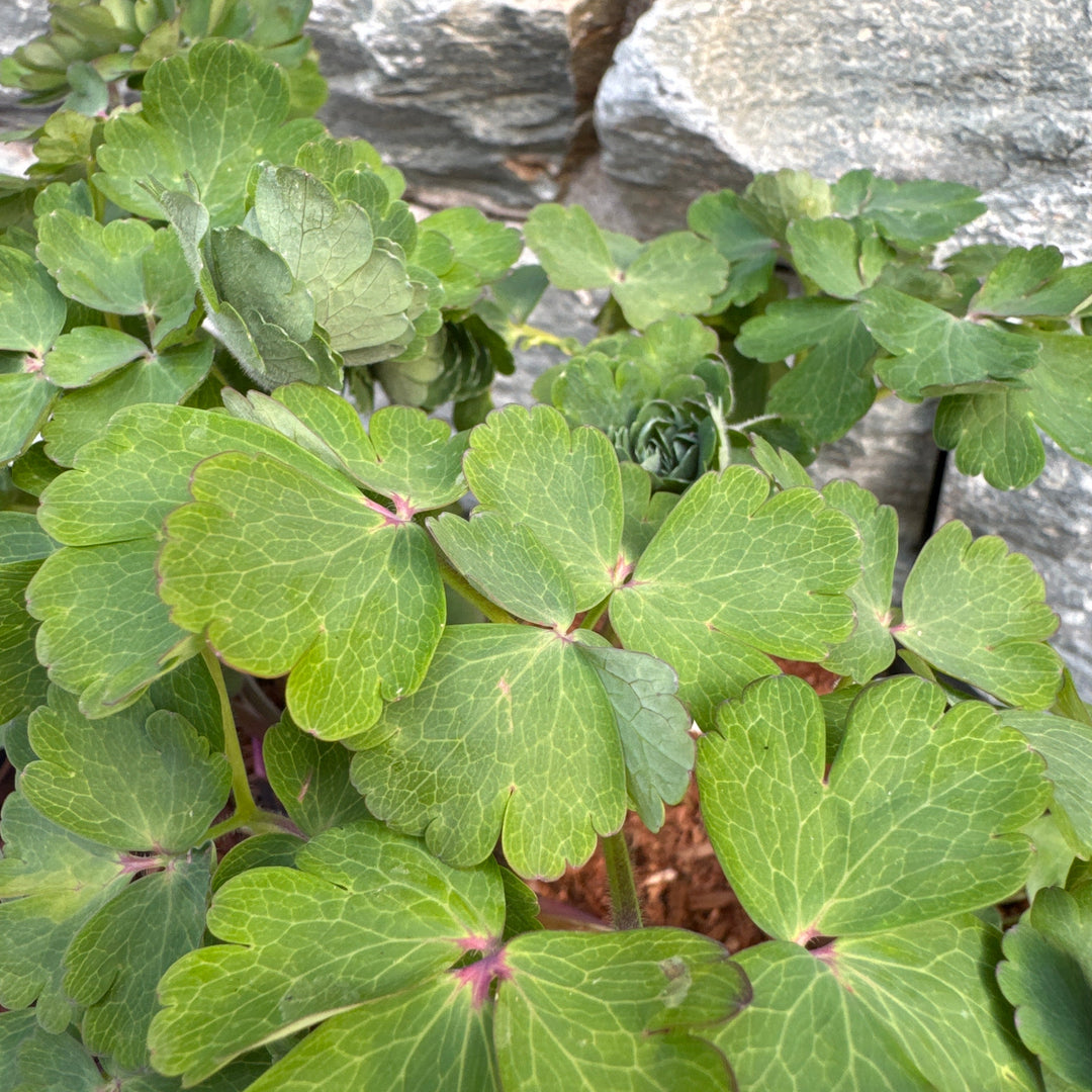 AQUILEGIA Black Barlow