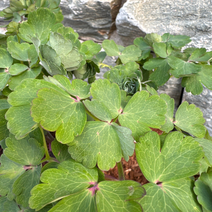 AQUILEGIA Black Barlow