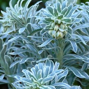EUPHORBIA Glacier Blue