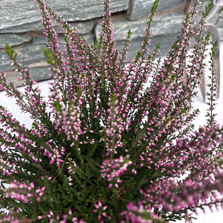 Calluna vulg. Garden Girls lilacpurple  P11