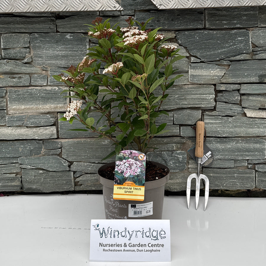 Viburnum Tinus Spirit - Shrubs - Windyridge Garden Centre