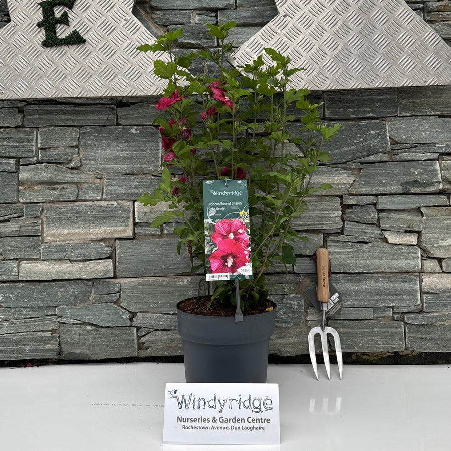 Hibiscus Syriacus Rote Heinje - Shrubs - Windyridge Garden Centre