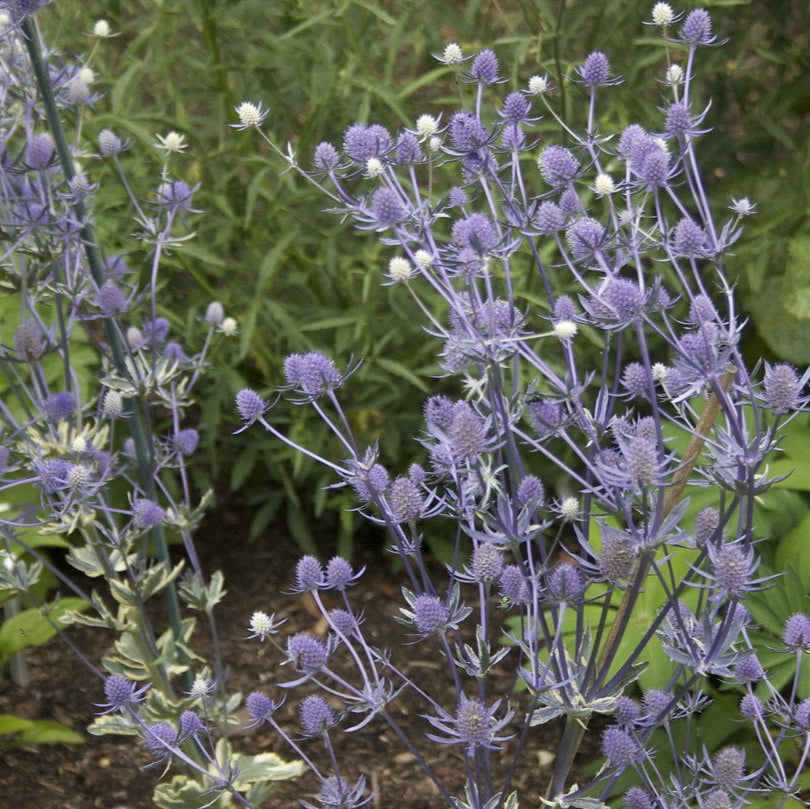 ERYNGIUM Jade Frost