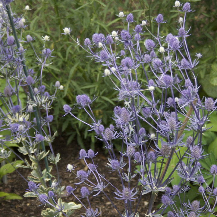 ERYNGIUM Jade Frost