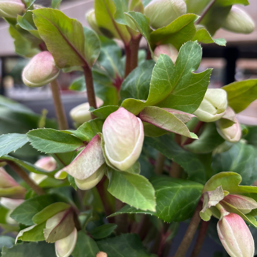 Helleborus Diamonfire P19 - Herbaceous - Windyridge Garden Centre