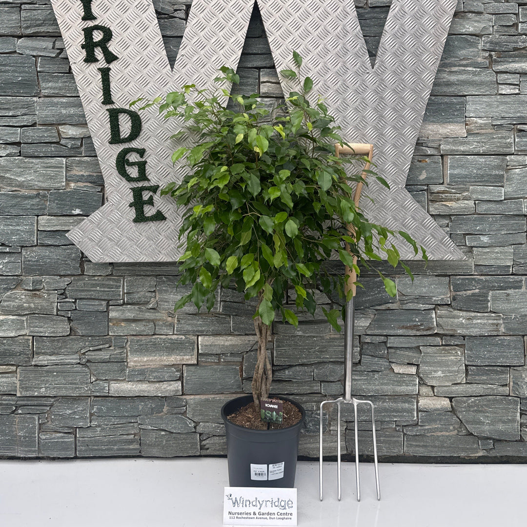 Ficus benja. 'Exotica' twisted